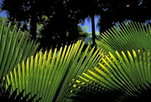 Caribbean, French West Indies, Martinique Jardin de Balata; tropical fronds and leaves