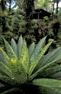Images Dated 14th January 2004: Caribbean, French West Indies, Martinique Jardin de Balata; Tropical fronds and leaves
