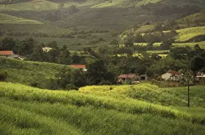 Images Dated 13th January 2004: Caribbean, French West Indies, Martinique; La Trinite Sugar cane fields