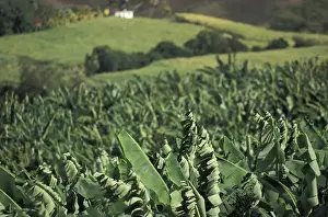 Images Dated 13th January 2004: Caribbean, French West Indies, Martinique; St-Aubin Banana plantation fields