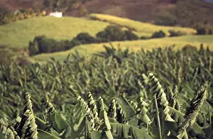 Caribbean, French West Indies, Martinique; St-Aubin Banana plantation fields