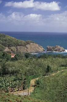Caribbean, French West Indies, Martinique; St-Aubin Banana plantation fields