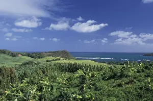 Images Dated 13th January 2004: Caribbean, French West Indies, Martinique; St-Aubin Banana plantation fields