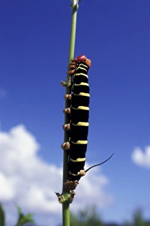 Peter Skinner Prints: Caribbean, Grenada. Caterpillar