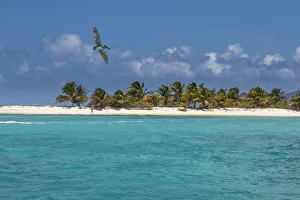 Images Dated 19th September 2019: Caribbean, Grenada, Sandy Island. Pelican flies over ocean shore