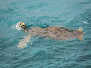 Caribbean Collection: Caribbean, Grenada, Tobago Cays. Green sea turtle in water