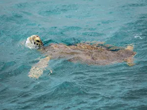 Caribbean Gallery: Caribbean, Grenada, Tobago Cays. Green sea turtle in water