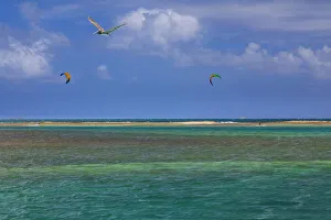 Prints of Caribbean, Grenada, Union Island. Surf kites and pelican flying over ocean. Credit as: Don Paulson / Jaynes Gallery / DanitaDelimont. com Caribbean Prints: Caribbean, Grenada, Union Island. Surf kites and pelican flying over ocean