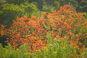 Concord Prints: Caribbean, GRENADA, West Coast, Concord Poinciana Tree (Delonix Regia)