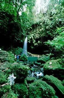 Images Dated 14th December 2006: Caribbean, Island of Dominica (aka Nature Island). Trois Piton National Park, Emerald