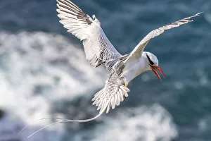 Caribbean Gallery: Caribbean, Little Tobago Island. Red-billed tropicbird in flight