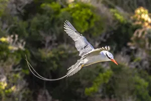 Images Dated 25th June 2020: Caribbean, Little Tobago Island. Red-billed tropicbird in flight