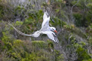 Caribbean, Little Tobago Island. Red-billed tropicbird in flight