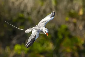 Images Dated 16th September 2020: Caribbean, Little Tobago Island. Red-billed tropicbird in flight