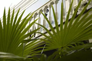 Images Dated 10th April 2008: Caribbean, Netherland Antilles, Curacao, Willemstad. Palm fronds and balcony