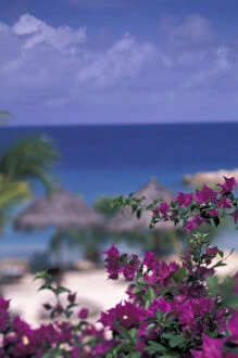 Caribbean, Netherland Antilles, Curacao Tropical setting