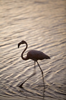 Images Dated 6th April 2008: Caribbean, Netherlands Antilles, Bonaire. Caribbean Flamingo (Phoenicopterus ruber