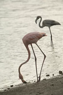 Images Dated 7th April 2008: Caribbean, Netherlands Antilles, Bonaire. Caribbean Flamingos (Phoenicopterus ruber