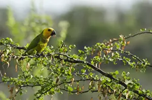 Caribbean Parakeet or Brown-throated Parakeet (Aratinga pertinax xanthogenia)