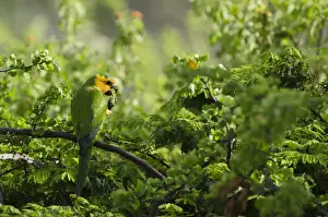 Netherlands Antilles Prints: Caribbean Parakeet or Brown-throated Parakeet (Aratinga pertinax xanthogenia)