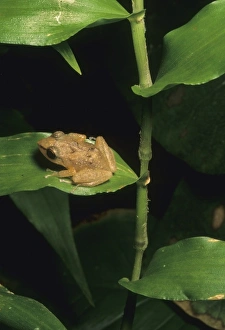 Caribbean, Puerto Rico