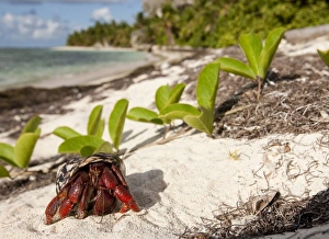 Images Dated 23rd June 2009: Caribbean, Puerto Rico