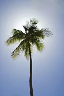 Caribbean, Puerto Rico. Coconut palm tree at Luquillo Beach