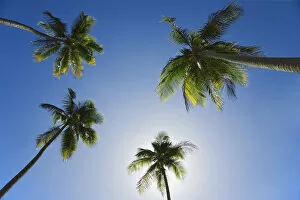 Caribbean, Puerto Rico. Coconut palm trees at Luquillo Beach