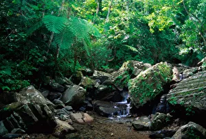 Images Dated 26th May 2006: Caribbean, Puerto Rico, El Yunque. A water fall in the El Yunque rain forest