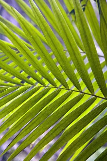 Images Dated 2nd April 2008: Caribbean, Puerto Rico, El Yunque rain forest, Caribbean National Forest. Palm frond