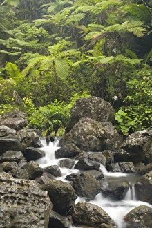 El Yunque Prints: Caribbean, Puerto Rico, El Yunque rain forest, Caribbean National Forest