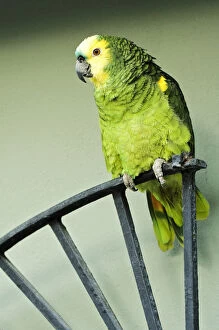 Caribbean, Puerto Rico. A green parrot on the island of Vieques. Credit as: Dennis