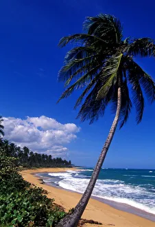 Caribbean, Puerto Rico, San Juan, Isla Verde, Palm tree lined beach