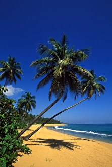Caribbean, Puerto Rico, San Juan, Isla Verde, Palm tree lined beach