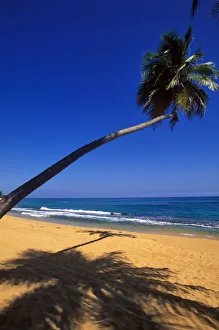 Caribbean, Puerto Rico, San Juan, Isla Verde, Palm tree lined beach
