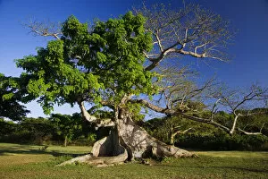 Images Dated 7th March 2007: Caribbean, Puerto Rico, Vieques. View of a silk cotton tree. Credit as: Dennis Flaherty