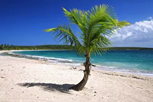 Images Dated 7th March 2007: Caribbean, Puerto Rico, Vieques. Lone coconut palm on Red Beach