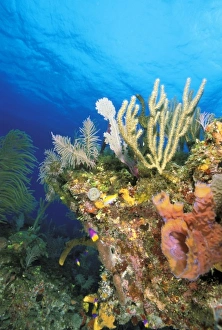 Eco System Prints: Caribbean. Reef