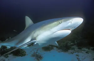 Images Dated 16th October 2017: Caribbean Reef Shark (Carcharhinus perezii), Bahamas