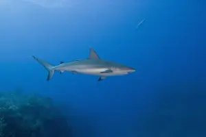Sea Creature Prints: Caribbean Reef Sharks (Carcharhinus perezi) Northern Bahamas