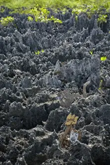 Lava Prints: Caribbean Sea, Cayman Islands. The town of Hell on Grand Cayman