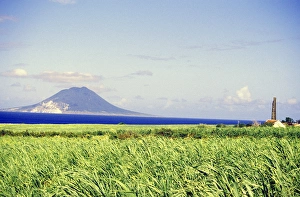 David Herbig Prints: Caribbean, St. Kitts. Crops