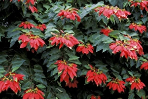 Caribbean, St. Kitts. Red poinsettia
