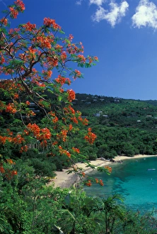 Hull Bay Prints: CARIBBEAN, St Thomas Hull Bay with flowers