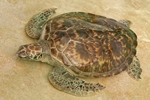 Images Dated 16th February 2011: Caribbean, St. Vincent, Grenadines
