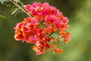 Caribbean Gallery: Caribbean, Tobago. Close-up of bougainvillea blossoms. Credit as