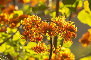 Caribbean Gallery: Caribbean, Tobago. Close-up of flame tree blossoms. Credit as