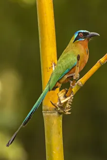 Caribbean Gallery: Caribbean, Tobago. Motmot bird on limb. Credit as: Cathy