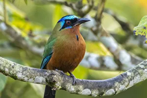 Caribbean, Tobago. Motmot bird on limb. Credit as: Cathy