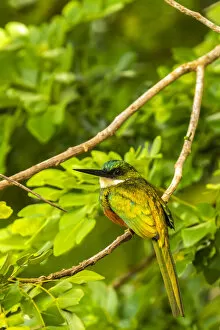 Caribbean Gallery: Caribbean, Tobago. Rufous-tailed jacamar bird on limb. Credit as
